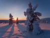 Winterzauber-in-der-Abendsonne